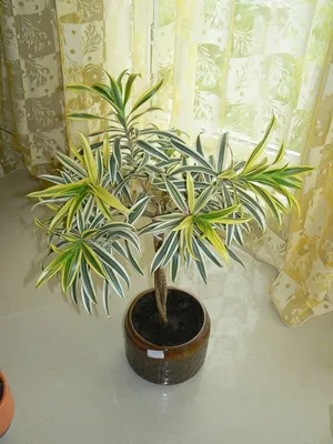 Драцена Фрагранс душистая / Dracaena Fragrans вечнозеленое  декоративно-лиственное растение купить Киев, продажа, цена, фото, доставка,  уход