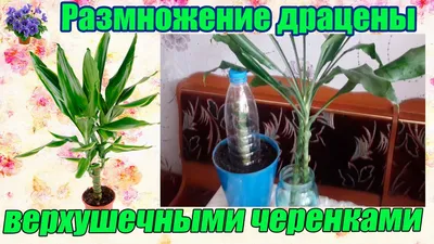 Комнатное растение драцена размножение верхушечными черенками в домашних  условиях - YouTube