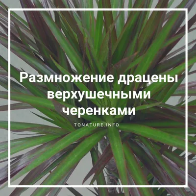 Способы и правила размножения драцены: верхушечными и стеблевыми черенками,  отростками, семенами | Соседям на зависть | Дзен