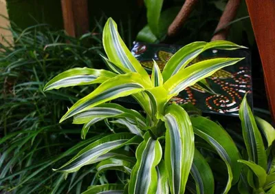 Драцена Orangery Dracaena reflexa anita 21 х 90 см - купить в Москве, цены  на Мегамаркет