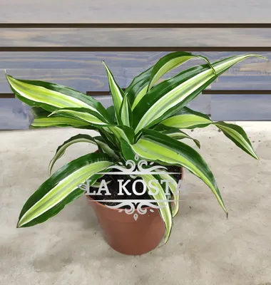 Комнатное растение Драцена 40см, Живые растения в Красноярске, купить по  цене 700 RUB, Цветы в горшках в Радуга Цветов с доставкой | Flowwow