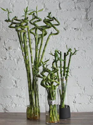 Драцена Сандера «Lucky Bamboo», 1 стебель - Botanic Craft | Цветы и  растения в Хабаровске