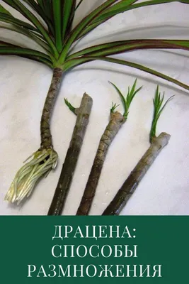 Как размножить драцену в домашних условиях | Черенки растений, Укоренение  роз, Сады в помещении