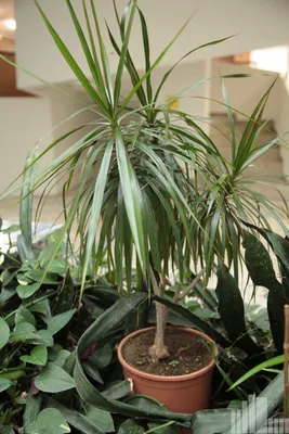 Драцена голден коаст (Dracaena Fragrans Golden Coast) | Клумба - интернет  магазин цветов в Туле