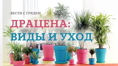 Драцена Dracaena marginata - «Драцена или «хвост дракона»: суеверия и  польза в доме, а также уход и размножение декоративного растения» | отзывы