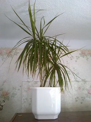 Драцена (Dracaena) - растение из легенд: уход в домашних условиях, фото