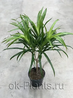 Искусственное дерево Jamaica Dracaena Reflexa 145 cm, Treez Collection |  Home Concept