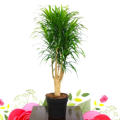 Драцена отогнутая (Dracaena reflexa) — описание, выращивание, фото | на  LePlants.ru