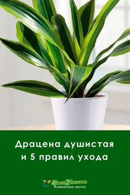 Драцена душистая: уход в домашних условиях, цветение, 10 фото | Маленькие  сады, Садовые растения, Комнатные цветы