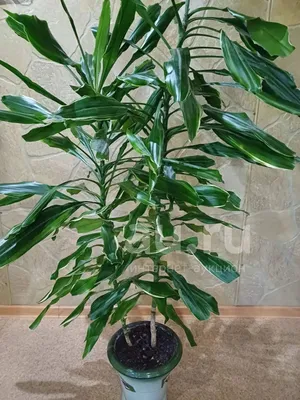 Драцена Фрагранс душистая / Dracaena Fragrans вечнозеленое  декоративно-лиственное растение купить Киев, продажа, цена, фото, доставка,  уход