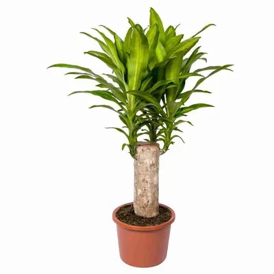 Коллекционный объект БСИ ДВО РАН: Dracaena fragrans (Драцена душистая  'Баузи')(Сорт:Bausei)