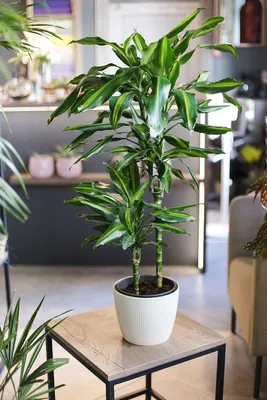 Драцена душистая (Dracaena fragrans) 100-15 - купить в Минске с доставкой,  цена и фото в интернет-магазине Cvetok.by