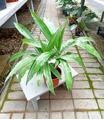 Dracaena Yellow Coast (Драцена душистая), садовый центр \"Цветочный Стиль\",  магазин цветов, большой выбор цветов