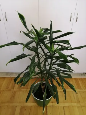 Коллекционный объект БСИ ДВО РАН: Dracaena fragrans (Драцена душистая  'Дорадо')(Сорт:Dorado)