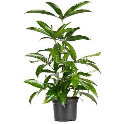 Комнатные цветы и растения : Драцена Суркулоза (сирцулоза) - Dracaena  Surculosa