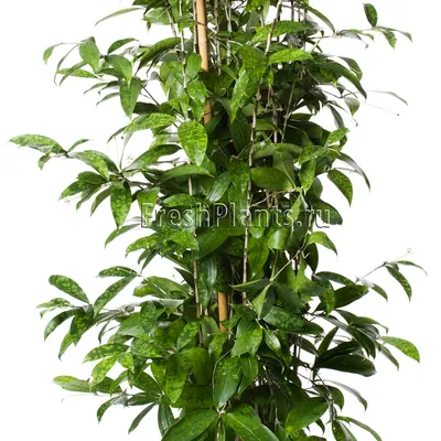 Комнатные цветы и растения : Драцена Суркулоза (сирцулоза) - Dracaena  Surculosa
