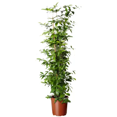 Два Ботаника - Комнатное растение Драцена Суркулоза 100 см, арт. 8132585