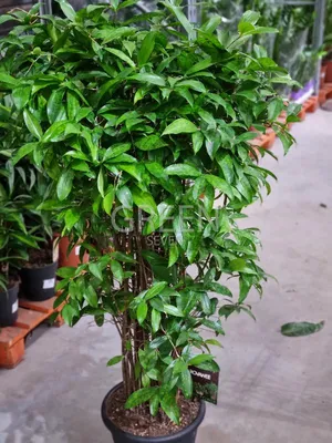 Драцена суркулоза | купить в интернет магазине растений green-7.ru с  доставкой по Москве