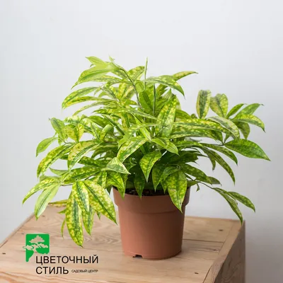 Драцена Dracaena купить с доставкой, лучшие цены в харьковском  интернет-магазине цветочный стиль, купить цветы харьков