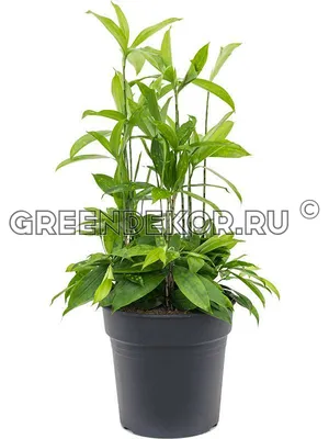 Драцена суркулоза 😍 Вырастить... - Toshkent Gullari Plants | Facebook