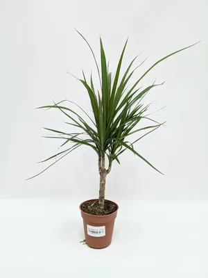 Драцена маргината (лат. Dracaena marginata), d 12 | Flowers Valley