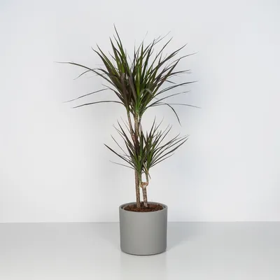 Драцена голден коаст (Dracaena Fragrans Golden Coast) | Клумба - интернет  магазин цветов в Туле