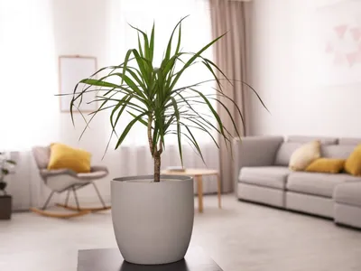 Драцена Dracaena marginata - «Родственница спаржи драцена, хороша и в  квартире и в офисе. » | отзывы