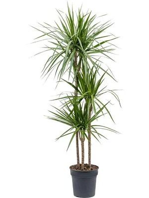 DRACAENA растение Драцена Сандера/спираль 45 см | IKEA Lietuva