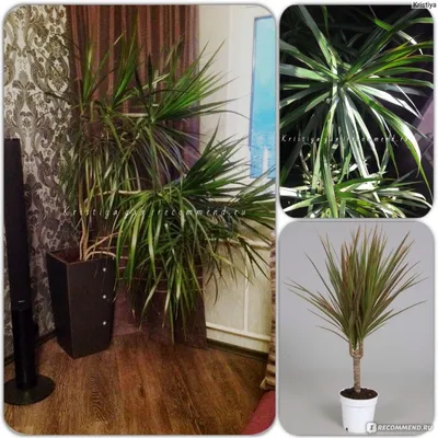 Dracaena - самка дракона - Adiantum