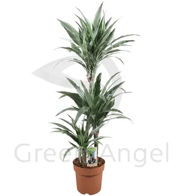 Каталог Драцена Варнески (Dracaena Warneckii) Р356 от магазина daflor