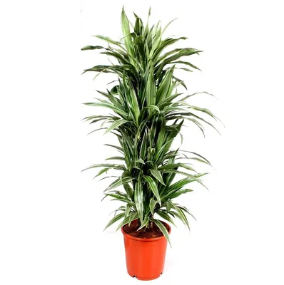 Каталог Драцена Варнески (Dracaena Warneckii) Р482 от магазина daflor