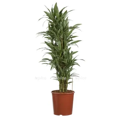 Драцена Варнески кустовая (Dracaena Warneckii) D30 H140 купить в  Санкт-Петербурге