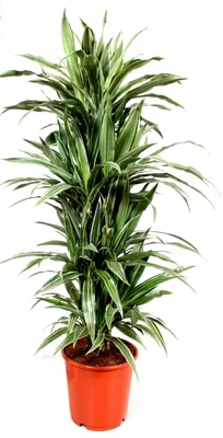 Драцена Варнески розгалужена / Dracaena Warneckei vertakt