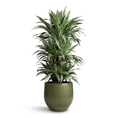 Драцена Фрагранс Варнески (Dracaena Fragrans Warneckii) Р12 — Питомник  Летний сад