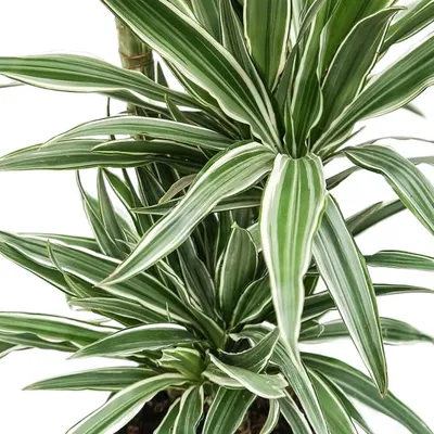 Драцена маргината высотой 200см в горшке (Dracaena marginata) купить с  доставкой в СПб