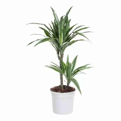 Драцена Варнески 70h см 2 ствола / Dracaena Warneckei (ID#1881588560),  цена: 690 ₴, купить на Prom.ua