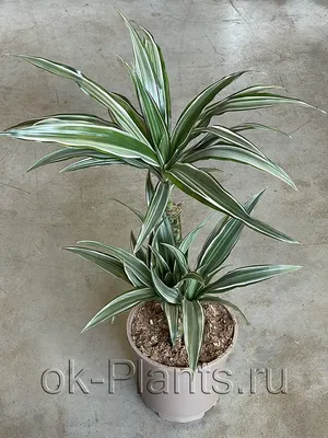 Драцена Варнески 70h см 2 ствола / Dracaena Warneckei (ID#1881588560),  цена: 690 ₴, купить на Prom.ua