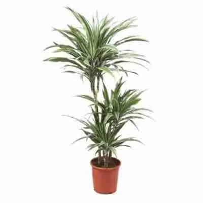 Драцена Варнески 4 ствола (Dracaena Warneckii) D27 H150 купить в  Санкт-Петербурге