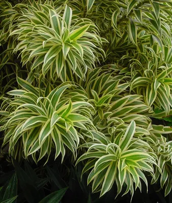 Драцена окаймленная (Dracaena marginata) — описание, выращивание, фото | на  LePlants.ru