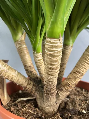 Драцена душистая (Dracaena fragrans) — описание, выращивание, фото | на  LePlants.ru