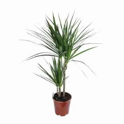 Драцена Массанжеана растение купить Киев, продажа, цена Dracaena Massangeana