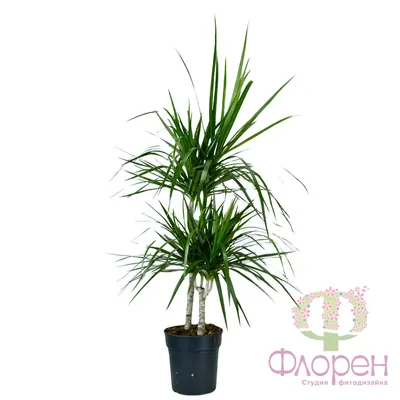 Драцена (Dracaena) - хорошее растение для озеленения