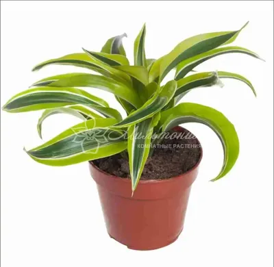 Драцена голден коаст (Dracaena Fragrans Golden Coast) | Клумба - интернет  магазин цветов в Туле