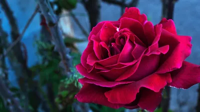 Древесная роза фото фотографии