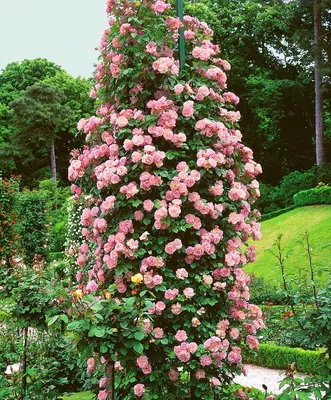 Купить Бусы Древесная роза | Skrami.kz