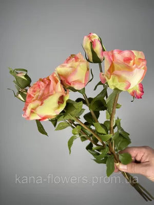 Цветение красной розы и зеленая древесная лягушка Стоковое Изображение -  изображение насчитывающей флора, размягченность: 34973915