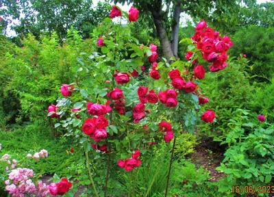 Аромат для дома - Legno di Rosa (Древесная роза) – купить по низкой цене в  Украине с доставкой