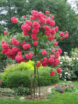 Красные и оранжевые розы цветут, предпосылка древесной зелени Стоковое  Изображение - изображение насчитывающей природа, сердце: 49690593