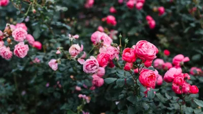 Розы в саду. Цветение в июне. (продолжение -3) | МОЙ САД У ДОМА | Дзен