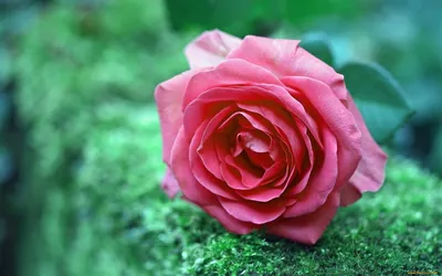 Древесная роза - 63 фото